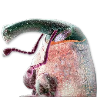 Parasites @NBstickeria whatsapp stickers