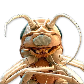 😀 e0aa5f72 insetto, insetto, microscopico, primo piano, natura, scienza whatsapp sticker