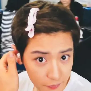 🐻 ab81d488 telegram sticker