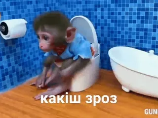 🐒 02db86bc какіш зрозі macaco, sanita, banheiro, sentado, animal telegram sticker