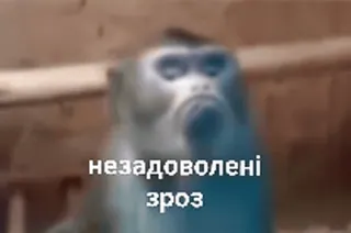 😟 269b4165 незадоволені зроз macaco, insatisfeito, ucraniano telegram sticker