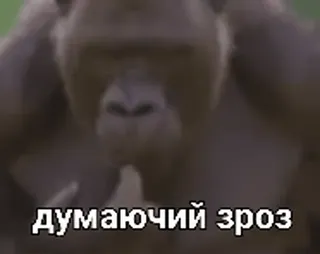 🧠 400f99f2 думаючий зроз gorila, animal, pensando, macaco, primata telegram sticker