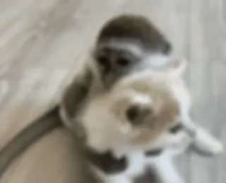 🫂 71dac249 macaco, animal, fofo, flor telegram sticker