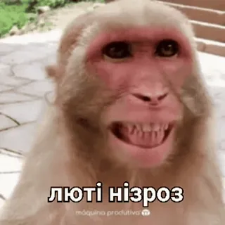 👹 7340b4d3 люті нізроз macaco, gorila, animal, meme telegram sticker