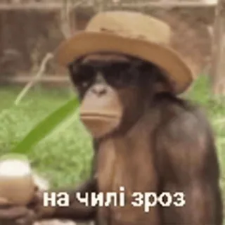 🍹 76f95bb3 на чилі зроз macaco, chapéu, óculos de sol, relaxando telegram sticker