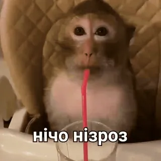 😐 99db3337 нічо нізроз macaco, animal, bebida, canudo, engraçado telegram sticker