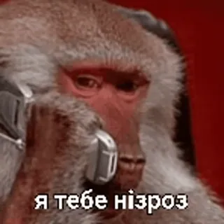😶 a77c7e20 Я тебе нізроз macaco, símios, animal, meme, engraçado telegram sticker