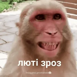 😡 b8393b0f ЛЮТІ ЗРОЗ macaco, meme, animal telegram sticker