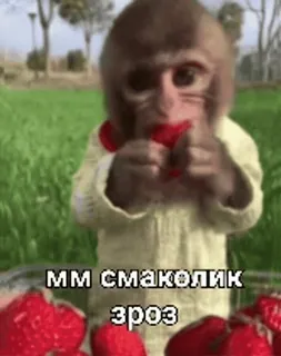 😋 c44d896a ММ смаколик зроз macaco, morango, fofo, animal, macaco bebê telegram sticker