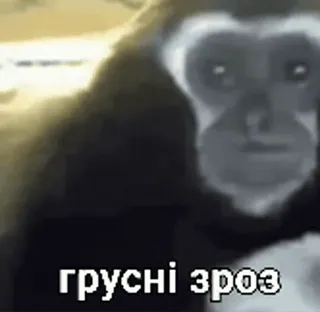 😭 dc138b8a грусні зрозь macaco, macaco antropoide, triste telegram sticker
