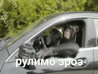 🧑‍🦽 f0758d33 рулимо зроз macaco, dirigindo, carro, animal, humor telegram sticker