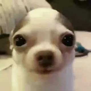 😊 0c1991a5 개, 치와와, 애완 동물, 동물, 귀여운, 강아지 telegram sticker