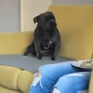 😆 34c37b46 강아지, 애완동물, 동물, 소파, 귀여운 telegram sticker