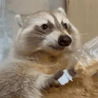 🤗 770187fc 라쿤, 동물, 포유류, 귀여운, 야생 동물 telegram sticker