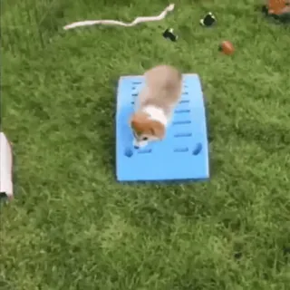 😞 9f6f9953 개, 코기, 강아지, 애완 동물, 동물, 잔디, 경사로, 귀여운 telegram sticker