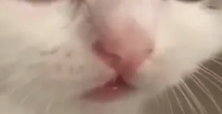 🌟 c808acb8 고양이, 애완동물, 동물, 흰 고양이, 귀여운, 클로즈업, 고양이과, 집고양이 telegram sticker