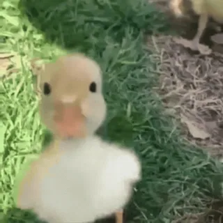 🦆 d3bdc4ca 새끼 오리, 귀여운, 새끼 동물, 새, 자연 telegram sticker