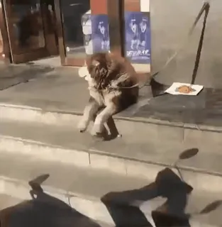 🕊 e99b729f telegram sticker