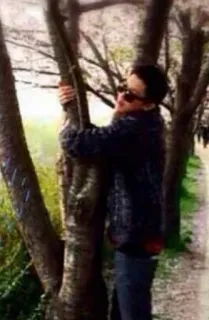 🌳 93a226c2 telegram sticker