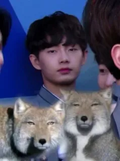 pd101 telegram stickers