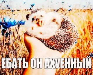 🤑 79029311 ЕБАТЬ ОН АХУЕННЫЙ nhím, hài hước, meme, động vật, thiên nhiên telegram sticker