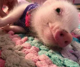 Peliharaan @nyawrwar telegram stickers