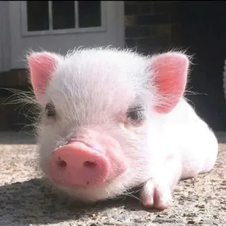 🐷 09c504f7 piglet, pig, animal, cute, farm animal, pink, mini pig whatsapp sticker