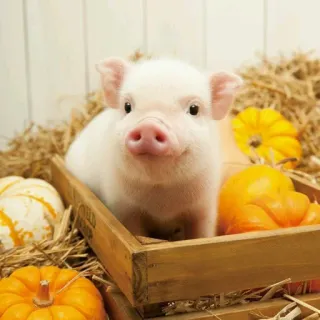 🐷 0f6b87f2 piglet, mini pig, pig, animal, cute, pumpkin, harvest whatsapp sticker
