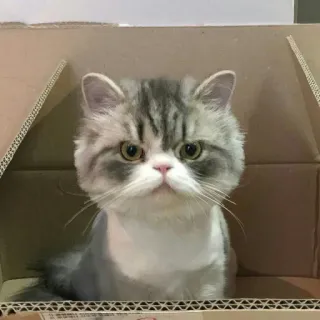 🐱 16ded3ce cat, box, pet, animal, kitten, cute, funny, cardboard whatsapp sticker