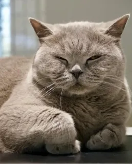 🐱 1b96a58d cat, animal, pet, domestic, feline, mammal whatsapp sticker