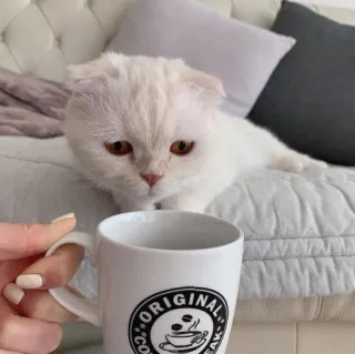 🐱 1c2d21e3 ORIGINAL COFFEE BREAK cat, coffee, cup, original, break, coffee break whatsapp sticker