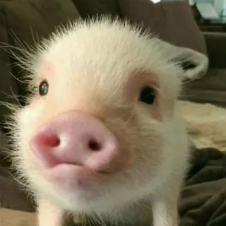🐷 2804c7d3 piglet, pig, animal, cute, pink, domestic animal, farm animal whatsapp sticker