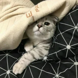 🐱 2d3edcfe cat, pet, animal, cute, blanket, sleepy whatsapp sticker