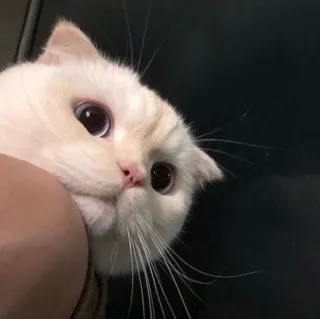 🐱 34e79a62 cat, pet, animal, cute, domestic whatsapp sticker