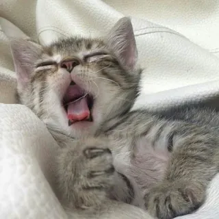 🐱 35a683db cat, kitten, yawning, animal, pet, cute whatsapp sticker