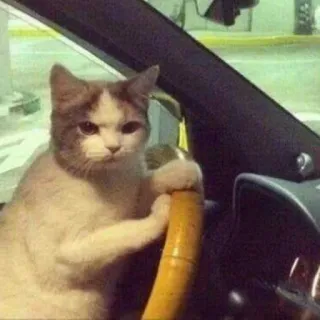 🐱 3a4ddeb1 cat, driving, car, animal, pet, vehicle, steering wheel whatsapp sticker