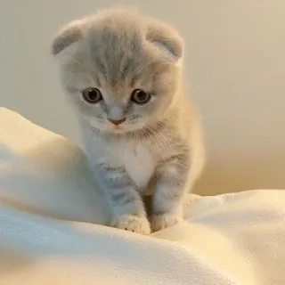 🐱 4028a553 cat, kitten, cute, animal, domestic cat, pet, feline whatsapp sticker