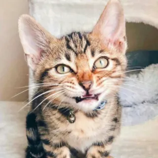 🐱 4335eca2 cat, kitten, animal, pet, cute, feline, domestic cat whatsapp sticker