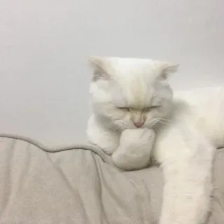 🐱 55a9731b cat, white cat, cute, animal, domestic animal, feline whatsapp sticker