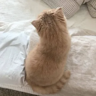 🐱 5a7332ec cat, animal, domestic cat, pet, feline, cute whatsapp sticker