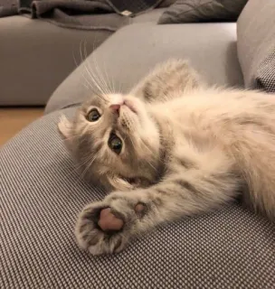 🐱 5aa32277 cat, kitten, animal, cute, domestic animal, pet, feline, mammal whatsapp sticker