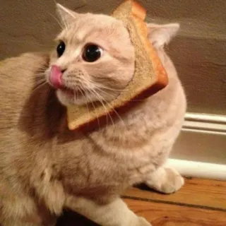 🐱 5dc074df cat, bread, sandwich, tongue, pet, animal, funny whatsapp sticker