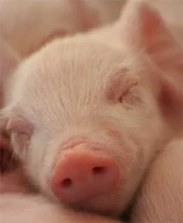 🐷 6634621a pig, animal, pink, sleep, cute, farm, mammal whatsapp sticker