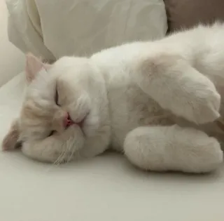 🐱 6b910460 cat, sleeping, pet, domestic animal, white cat, cute, relaxing, animal whatsapp sticker