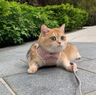 🐱 72a92db0 cat, pet, animal, cute, domestic, feline, golden whatsapp sticker