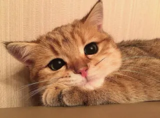 🐱 7a8a437e cat, kitten, cute, animal, pet, domestic animal, feline, portrait whatsapp sticker