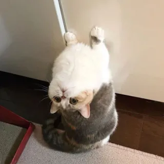 🐱 94a6f56f cat, kitten, pet, animal, cute, funny, domestic, mammal whatsapp sticker