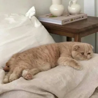 🐱 9afd02f4 cat, pet, animal, cute, kitten, domestic, feline whatsapp sticker