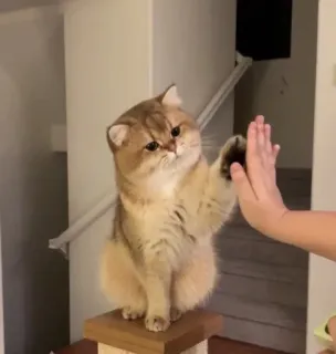 🐱 b2194ed9 cat, kitten, high five, animal, cute, pet, friendly whatsapp sticker