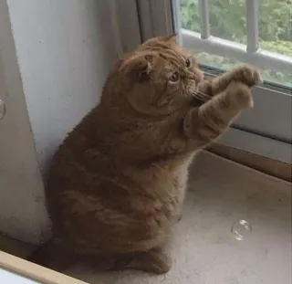 🐱 b4ff65d6 cat, pet, cute, animal, window, tabby, orange cat whatsapp sticker